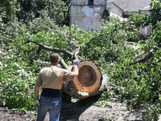 Taierea copacilor Chisinau