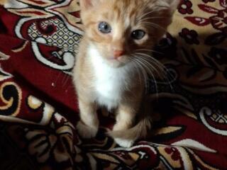 Котята ищут дом