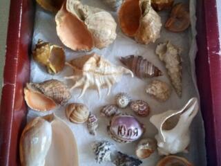 МОРСКАЯ ТЕМА, Сеть панно с экзотическими ракушками и др.