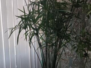 Большие цветки