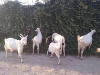 Козлик маленький беленький для фотосессий