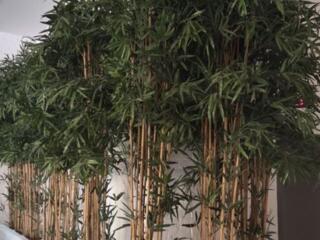 Красивые деревья для интерьера