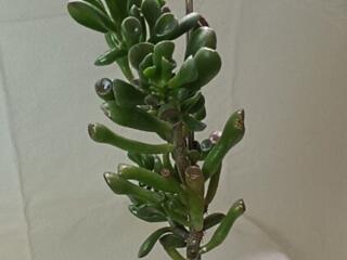 Кислица и другие комнатные растения