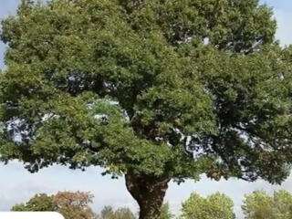 Выполняем спил деревьев