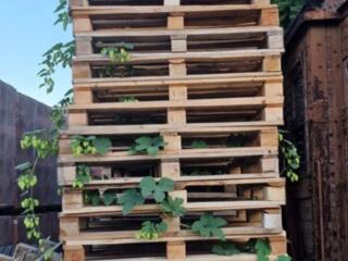 Поддоны деревянные