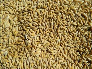 Продам зерно