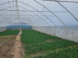 Продам теплицу