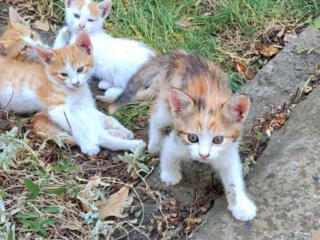 В подарок! Чудесные кото-детки ищут Дом!