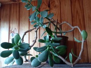 Толстянка денежное дерево крассула с горшком