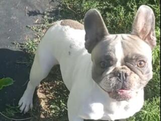 Французский бульдог