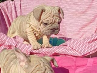 Французики бигроп