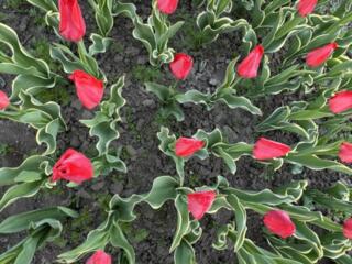 Продам луковицы тюльпанов, ирисы, лаванду.