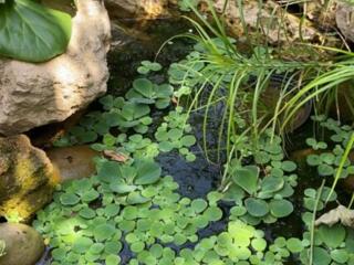 Пистия, или "водяной салат". Роголистник!!!