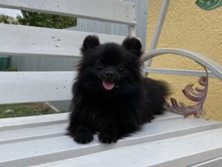 Померанский шпиц, мальчик 6 месяцев