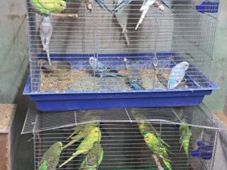 Волнистые попугайчики