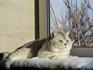 Вязка! Опытный чистокровный шотландец! 120 $