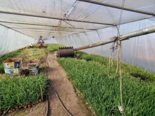 продаж 3-к будинок Броварський, Русанів, 30000 $