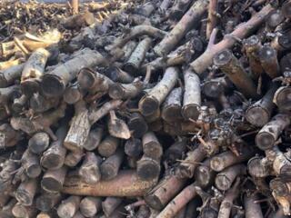 Фруктовые дрова (яблоня)