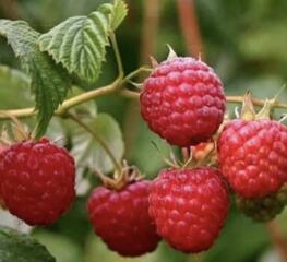 Малина ремонтантная