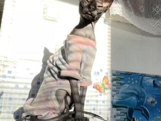 Канадский сфинкс мальчик приглашает на вязку самку девочку