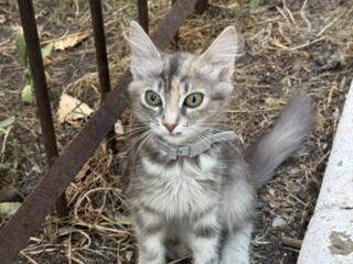 Котенок, Тирасполь, ТОЛЬКО В ДОБРЫЕ И ответственные руки