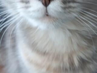 Отдам кошечку перса 6 месяцев в хорошие руки.