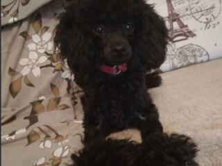 Ищем развязанного, здорового, воспитанного кобеля той-пуделя...