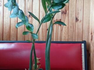 Замиокулькас долларовое дерево с горшком