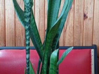 Сансевиерия тещин язык щучий хвост с горшком