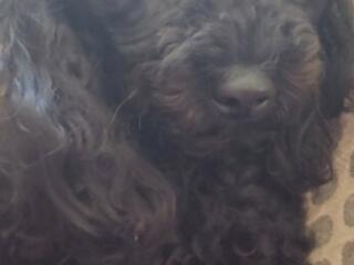 Вязка! Я - Жорик! Я готов к своему первому великому подвигу