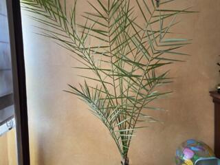 Продаются цветы. Торг уместен