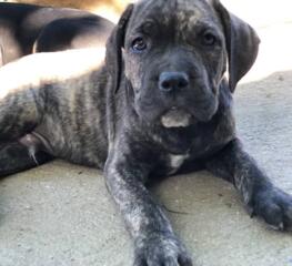 Предлагаются к продаже 4-х месячные щенки породы кане-корсо