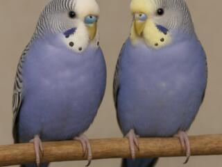 Продам хвилястих папуг - м. Миколаїв