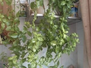 Продам цветы, луковицы нарциссов, гиацинтов, алоэ, кактусы.