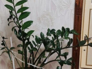 Шикарный замиокулькас (долларовое дерево)