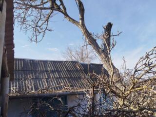 Спил деревьев. быстро качественно. Делаем невозможное