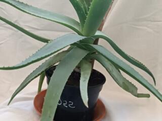 Алоэ Вера 3 года