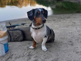 Мальчик мраморной таксы ищет девочку