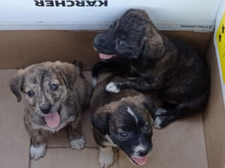 Красивые щенки пристраиваются в добрые руки