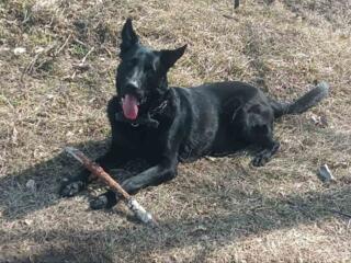 Развязанный кобель восточноевропейской овчарки ищет пару