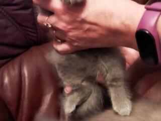 Котята готовы к продаже