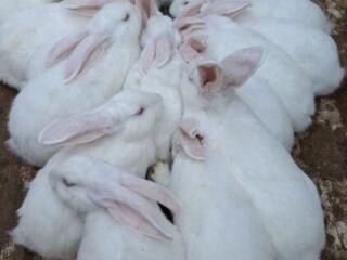 Продам кроликов разных возрастов