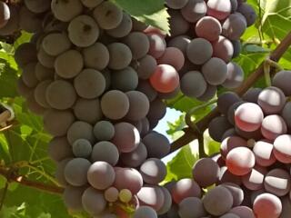 Продам виноград Французская Лидия