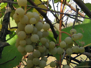 Продам виноград на вино