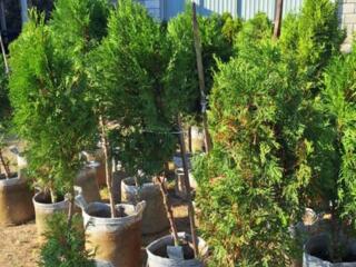 Продам саженцы туи смарагд