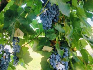 Виноград
