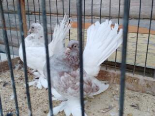 Продаю декоративных голубей