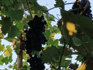 Продам саженцы винограда Молдова, Аркадия, ФРАНЦУЗСКАЯ ЛИДИЯ. КЕША.