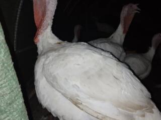 Продам мясо индейки и бройлер Кобб