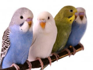 Продаются Волнистые попугаи!